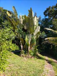 Achat terrain Petit Bourg (97170) - GUADELOUPE