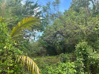 Achat Terrain Le Moule (97160) - GUADELOUPE