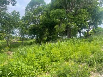 Achat Terrain Petit Canal (97131) - GUADELOUPE