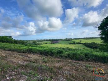 Achat terrain Le Moule (97160) - GUADELOUPE