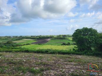 Achat terrain Le Moule (97160) - GUADELOUPE