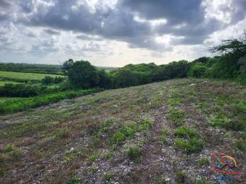 Achat terrain Le Moule (97160) - GUADELOUPE