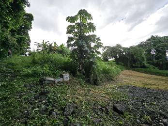 Achat Terrain Lamentin (97232) - MARTINIQUE