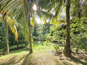 Achat Maison Martinique (972) - MARTINIQUE