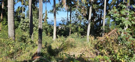 Achat terrain Piton Saint-Leu (97424) - REUNION