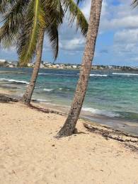 Achat Appartement Le Moule (97160) - GUADELOUPE