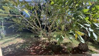 achat maison à pointe aux piments ()