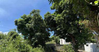 saint pierre 97410 - terrain plat et arborÉ - zone uf - emplacement de choix