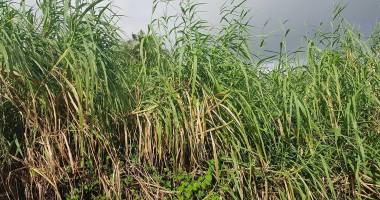 terrain plat de 498 m² – sainte-anne (secteur petit saint-pierre)