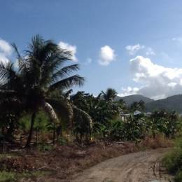 Achat Terrain Le Moule (97160) - GUADELOUPE